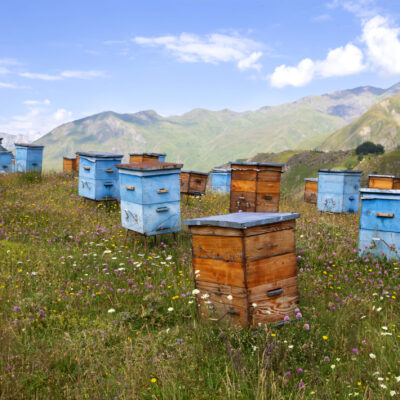 Wooden beehives against the backdrop of mountains. Beehives in a colorful flower meadow in the mountains of Georgia.Beekeeping in mountainous areas.