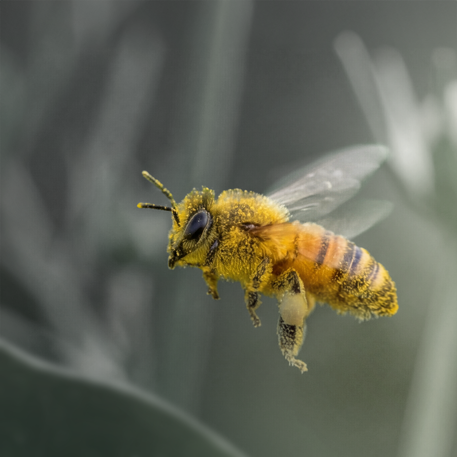 BEE POLLEN GRANULES - Image 3